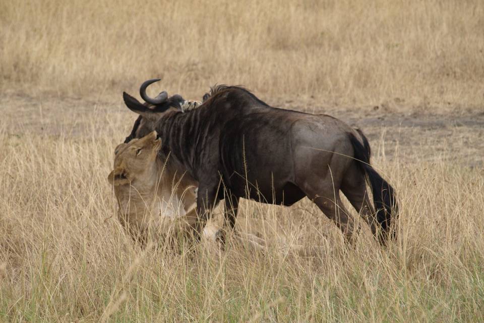 Masai Mara