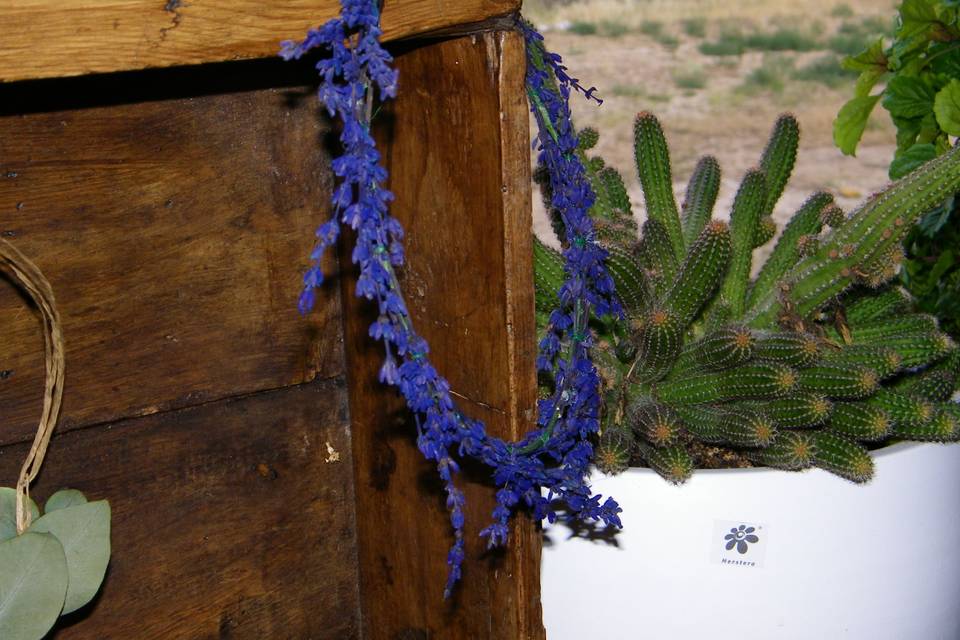 Corona lavanda