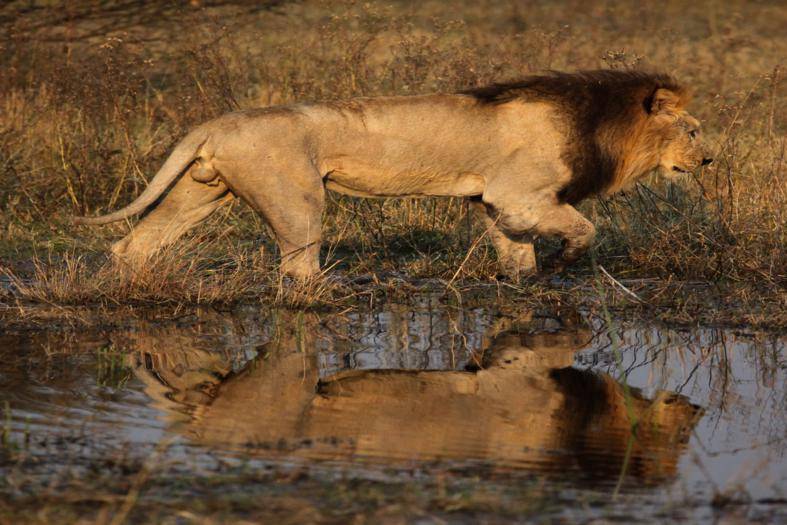 Lunas de miel en Botswana