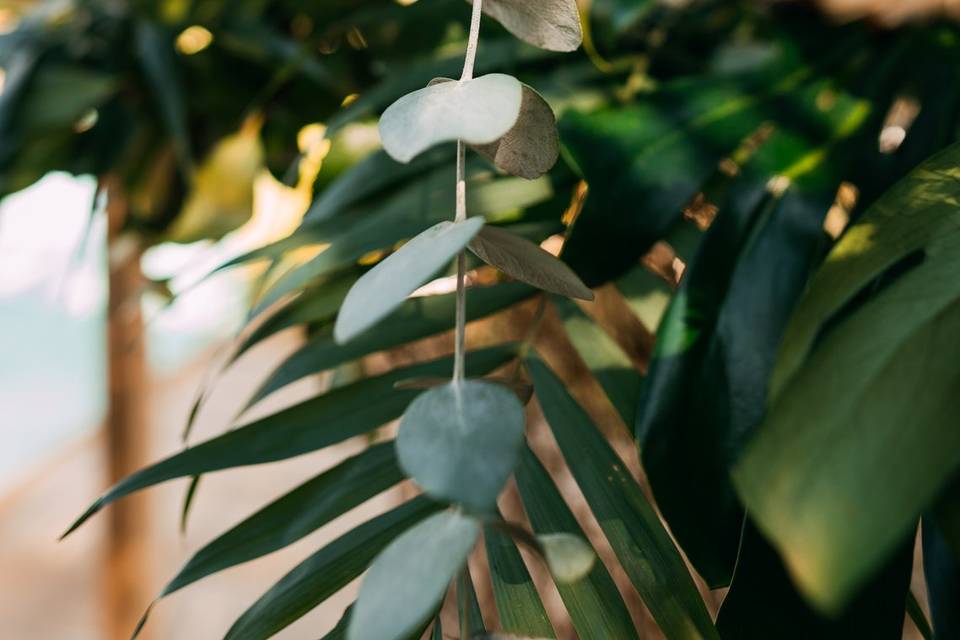 Magnolia floristas