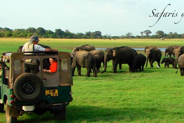 Safaris en Sri Lanka