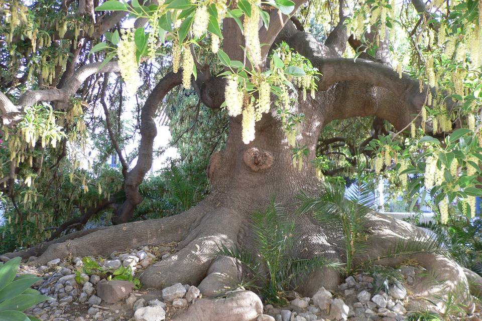 Pilón del palo borracho