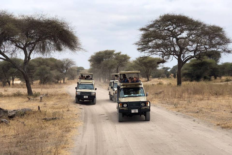 Safaris