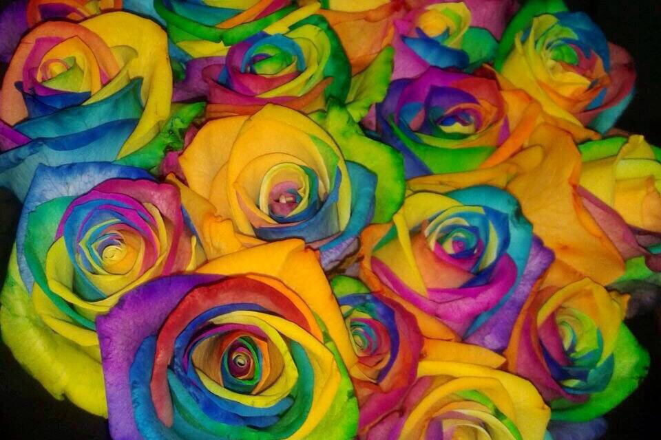 Rosas naturales arco iris