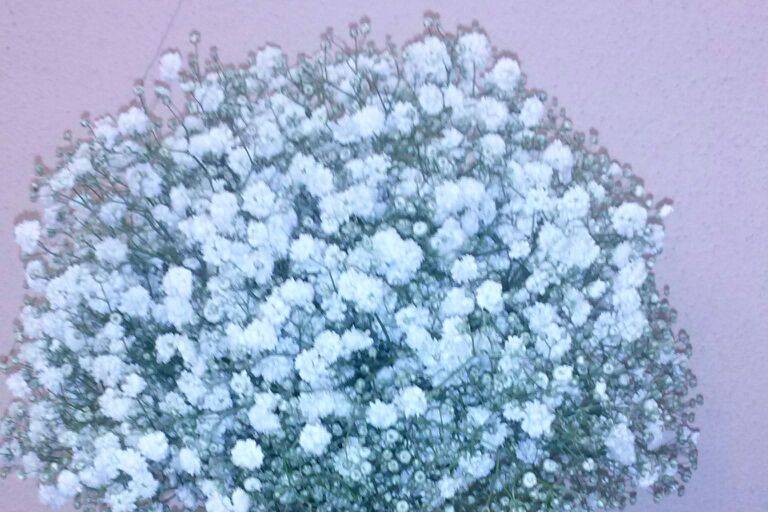 Bouquet paniculata
