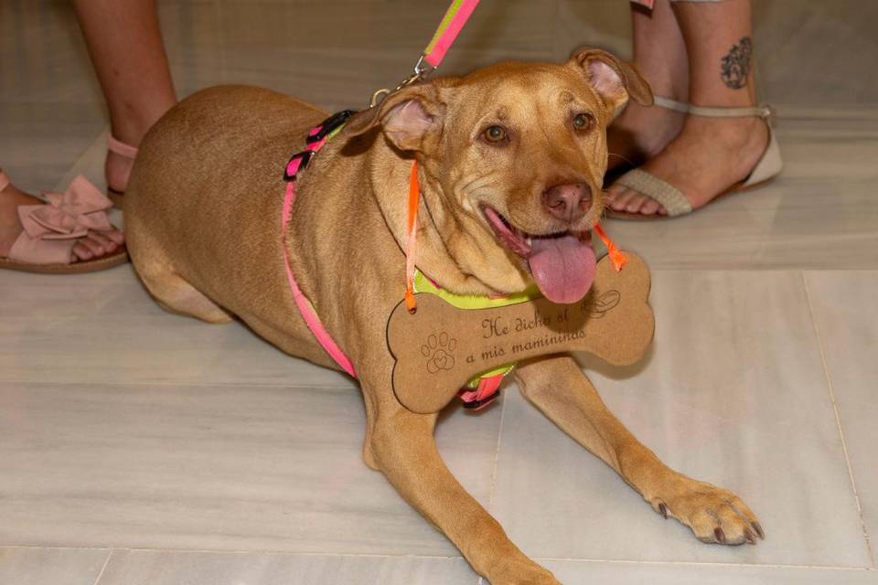Cartelito para perritos