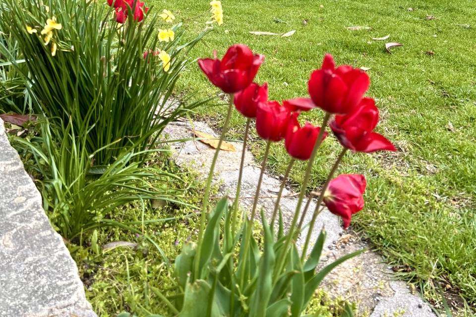 JARDIN