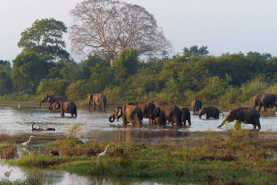 Viajes a la selva