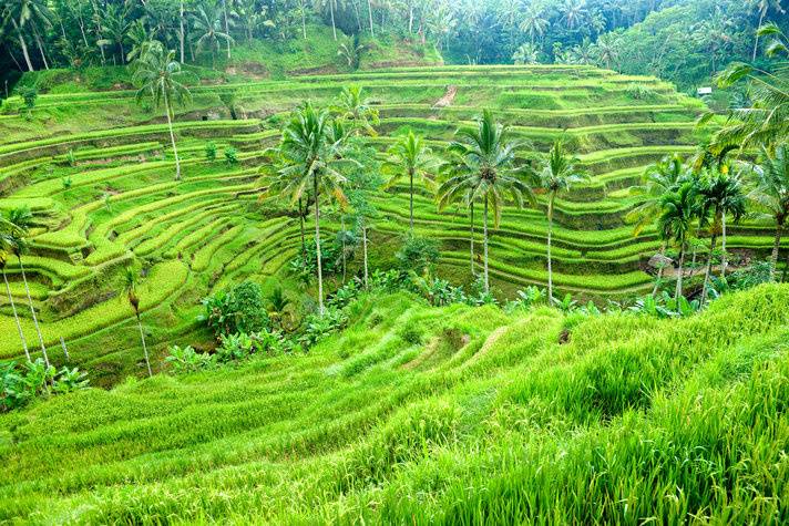 Los Arrozales de Bali