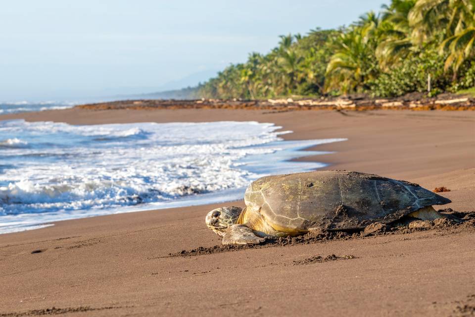 Tortuguero