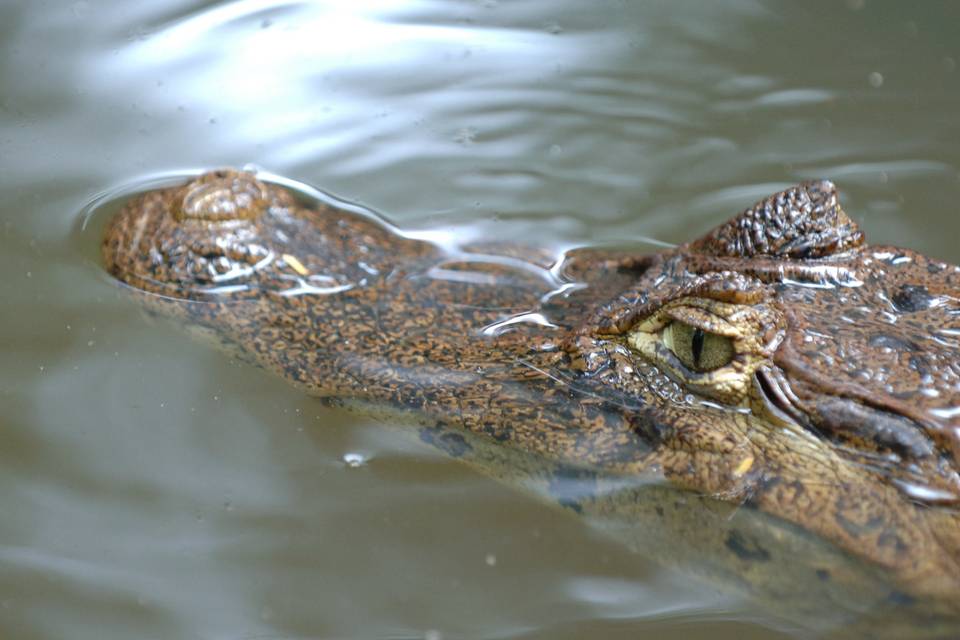 Costa Rica. Tortuguero