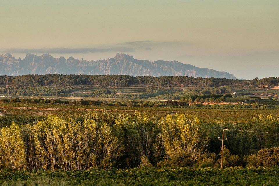 Vistas a los viñedos