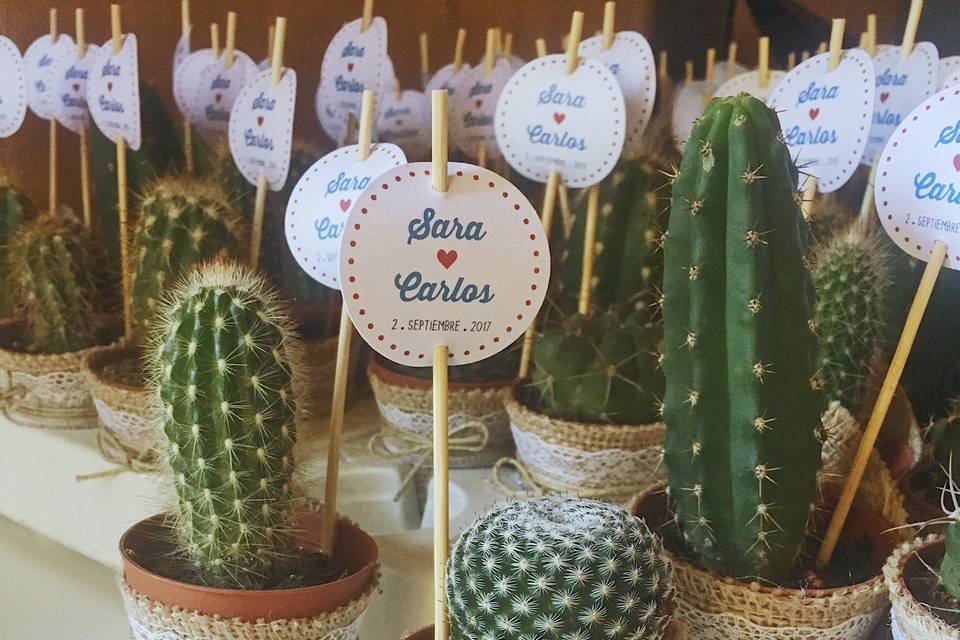 Mini cactus personalizados