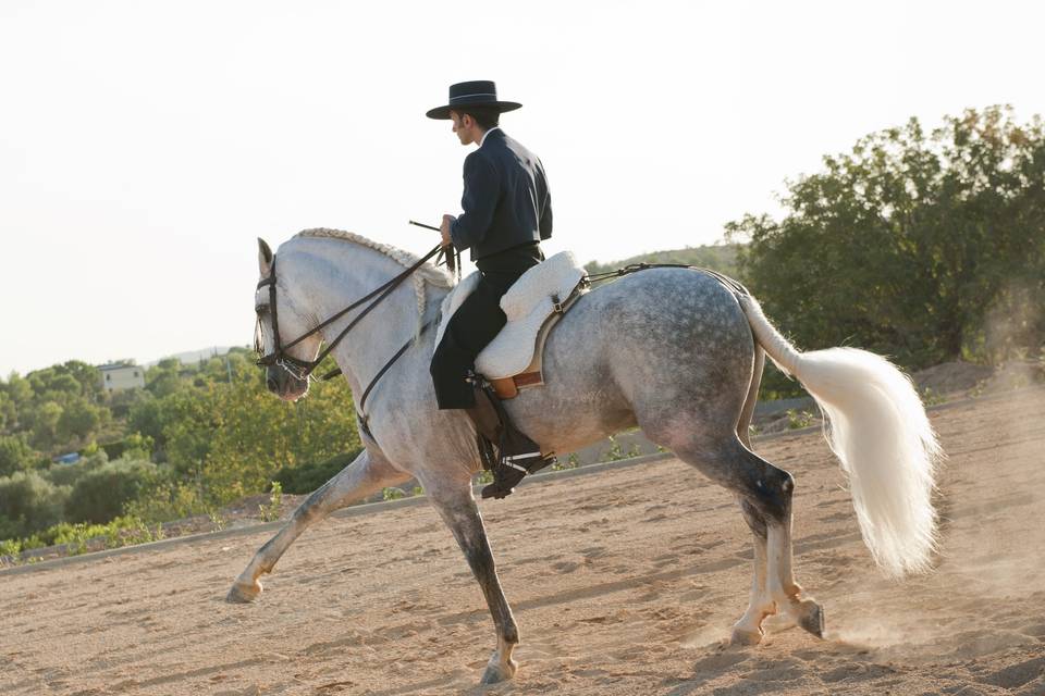 Exhibición de caballo