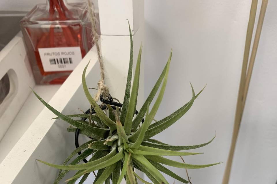 Tillandsia en soporte al aire