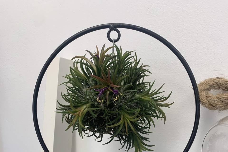 Conjunto tillandsia