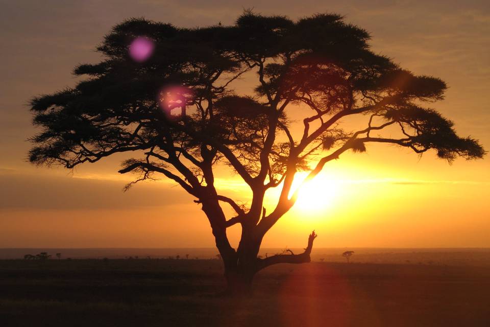 Safari por Kenya