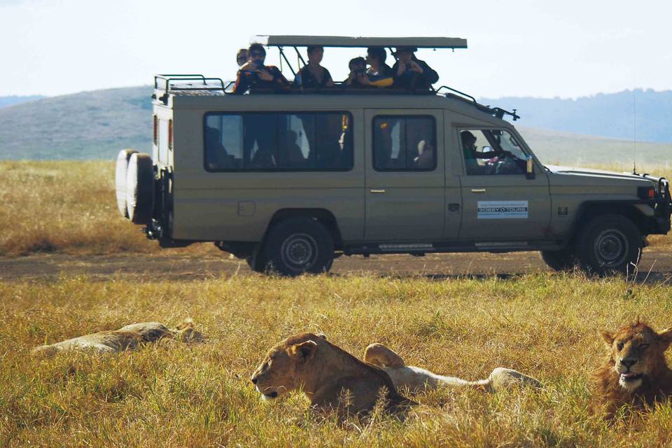 Safari - Tanzania