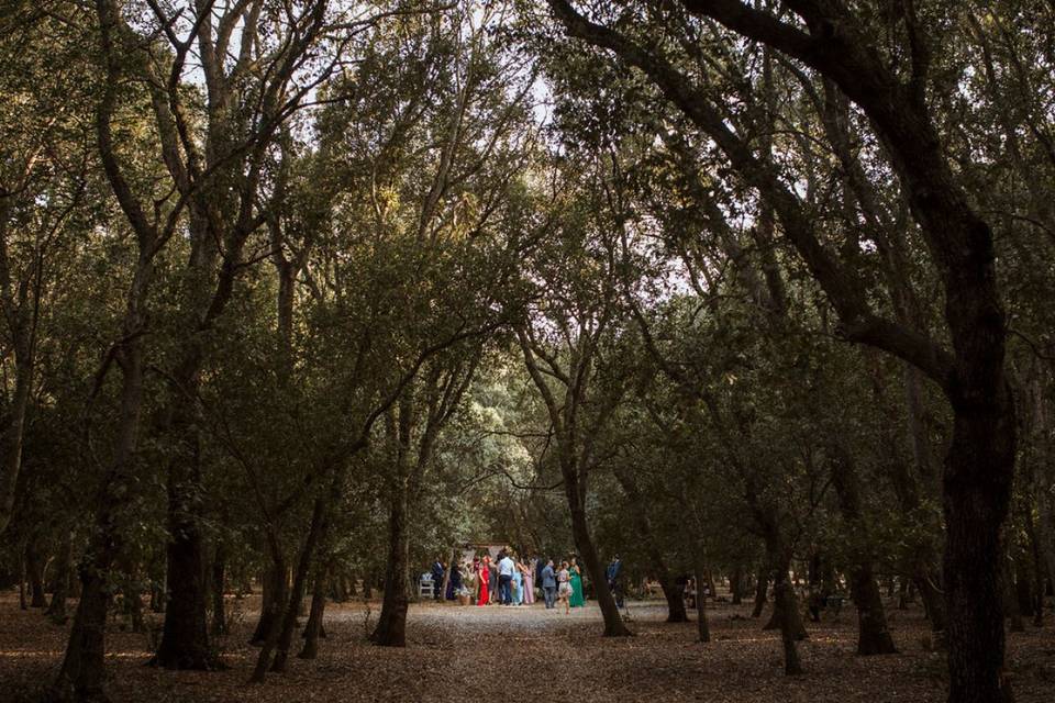 Ceremonia en el bosque