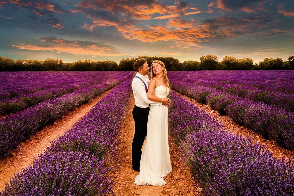 Campos de lavanda