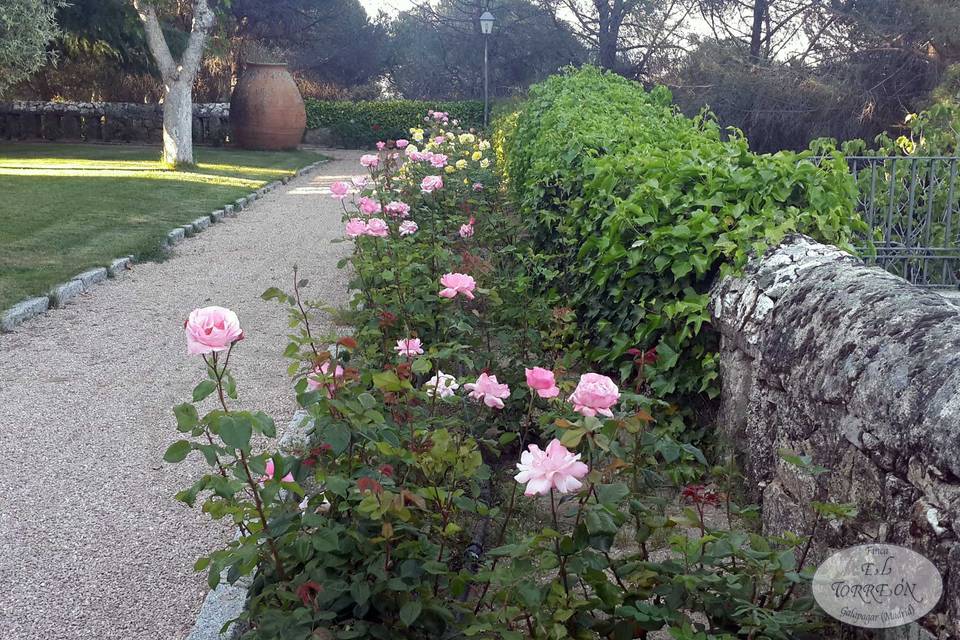 Rosas del jardín Madrid