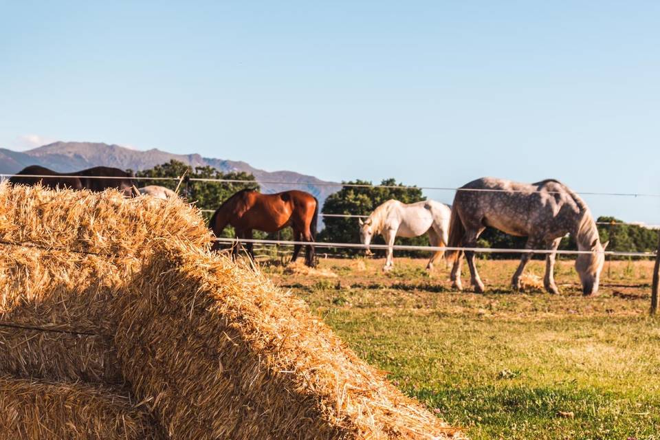 Caballos La Vereda