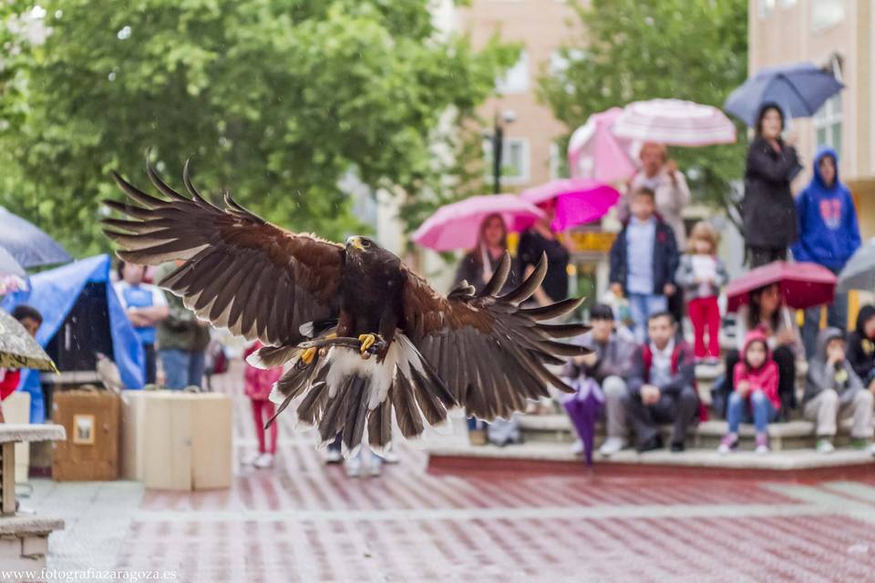 Águila de harris