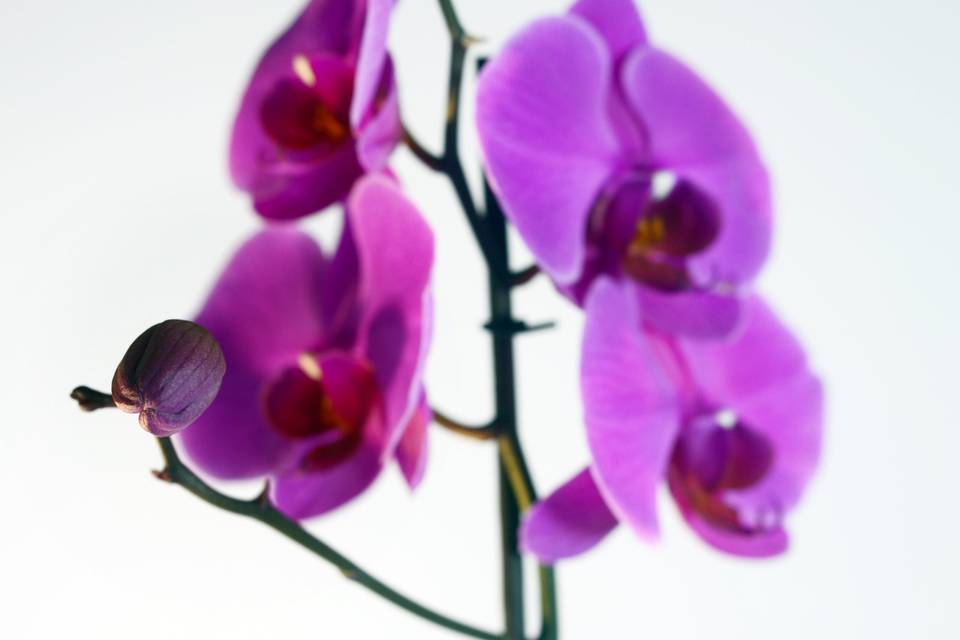 Phalaenopsis