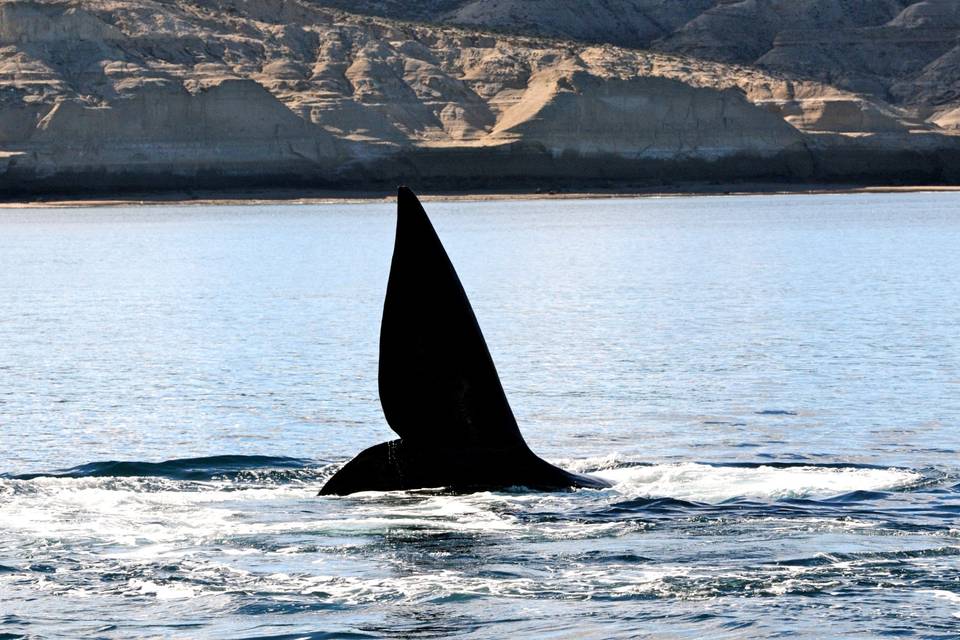 Puerto Madryn - Argentina