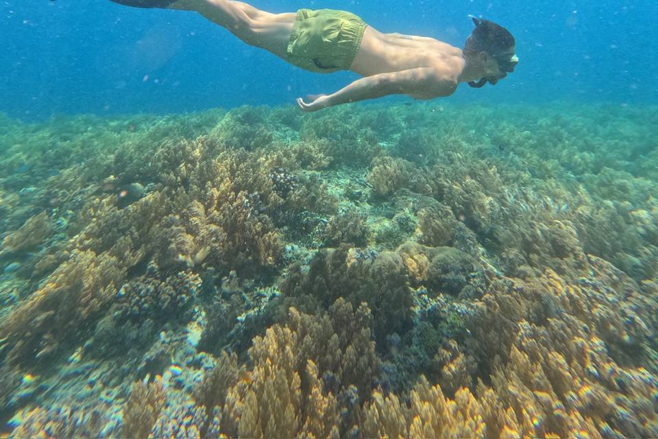 Snorkel en Gili T