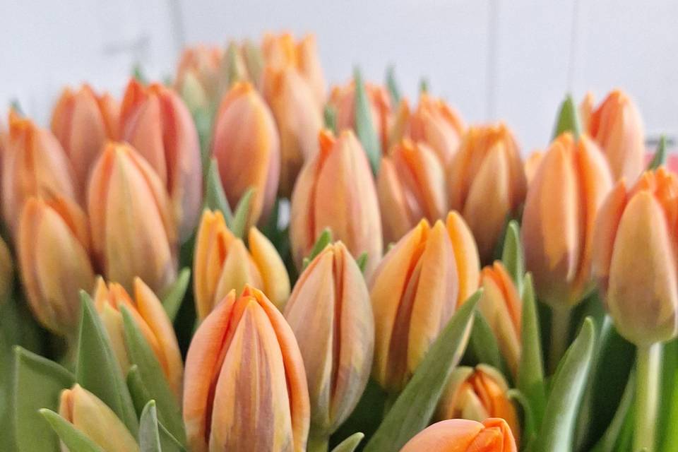 Tulipanes