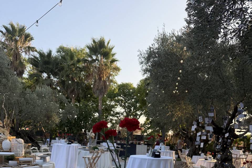 Aperitivos