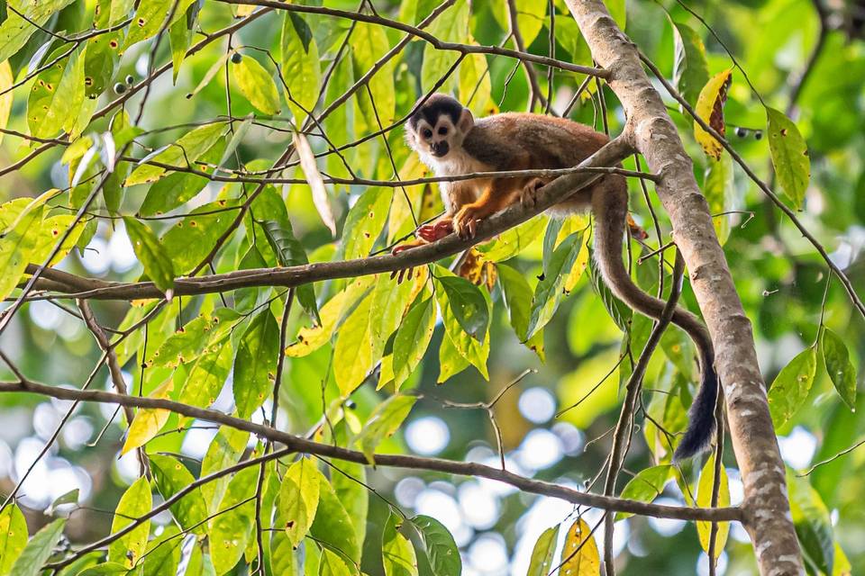 Costa Rica