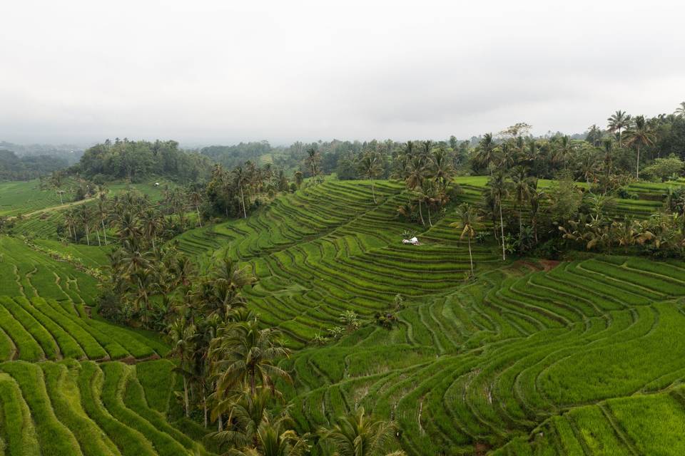 Campos de arroz en Bali