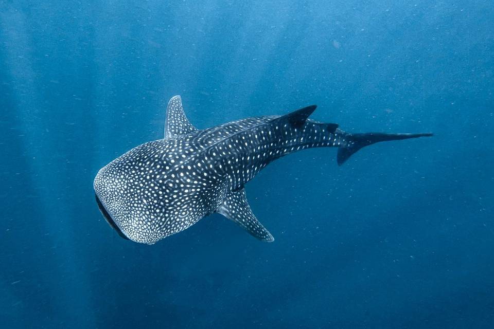 TIburón ballena, Leyte