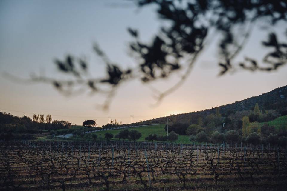 Camino a la bodega