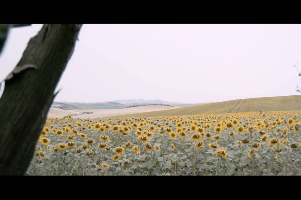 Girasoles de testigos