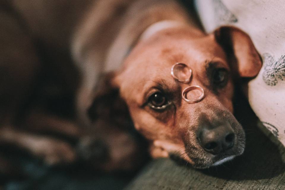 Dos anillos y 4 patas