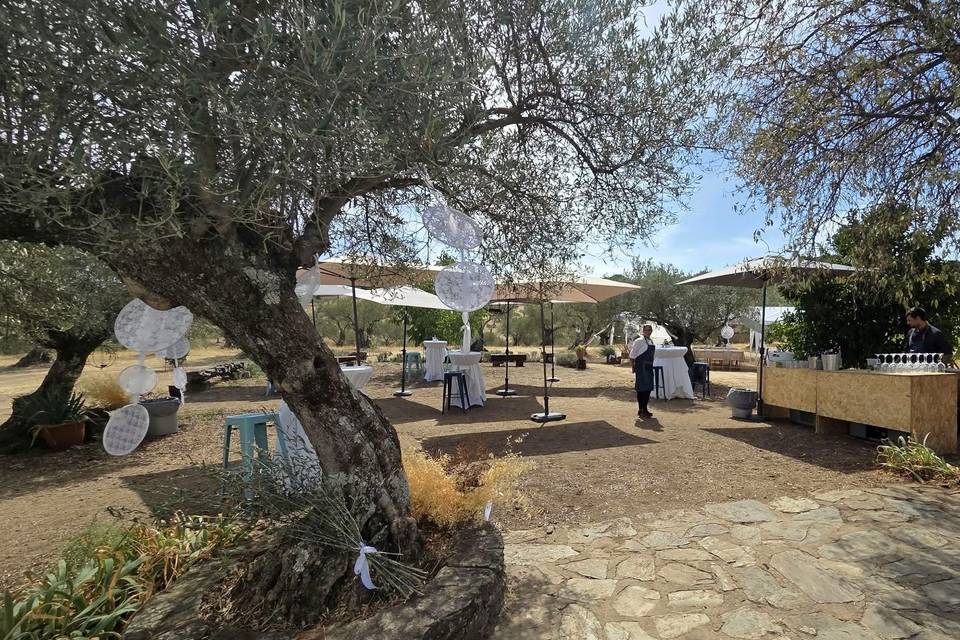 Evento en un olivar, en mitad del campo