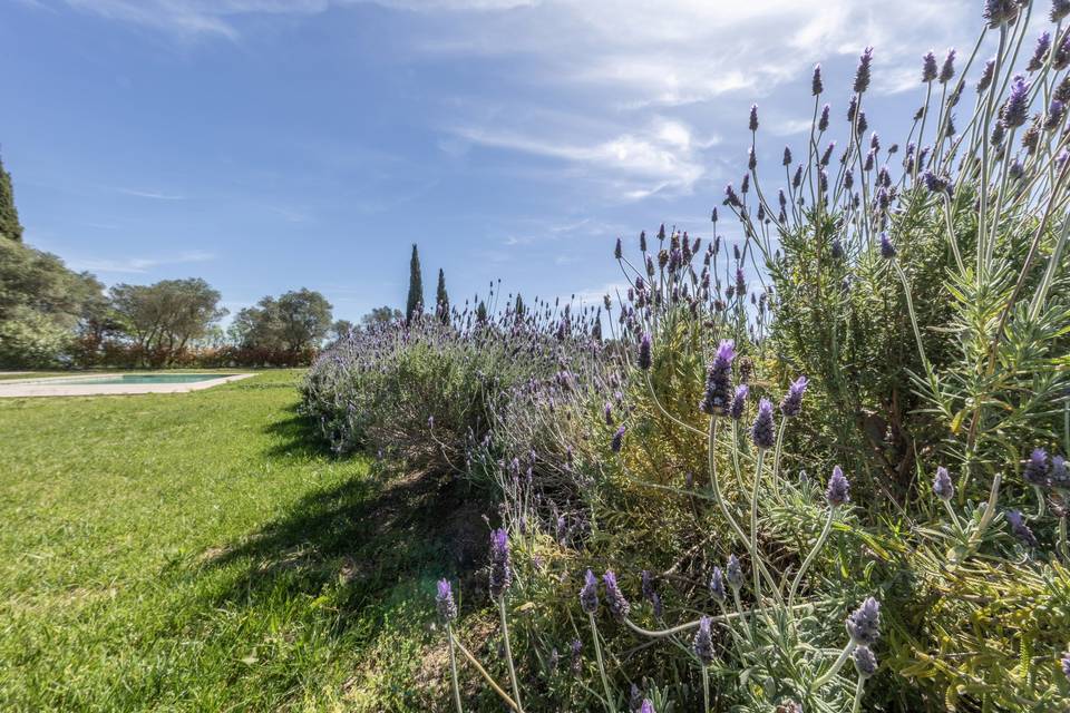 Lavanda
