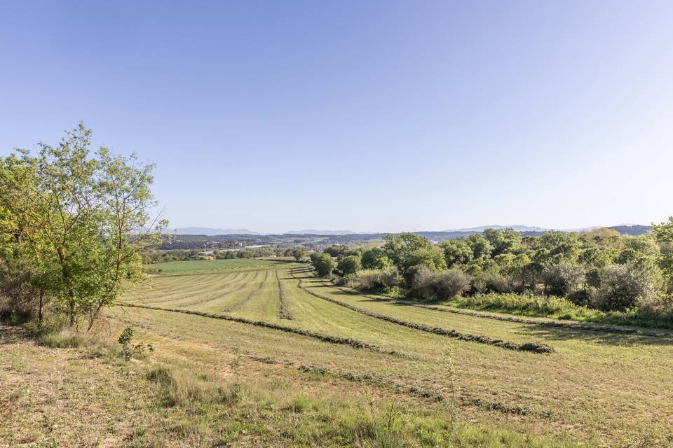 El campo