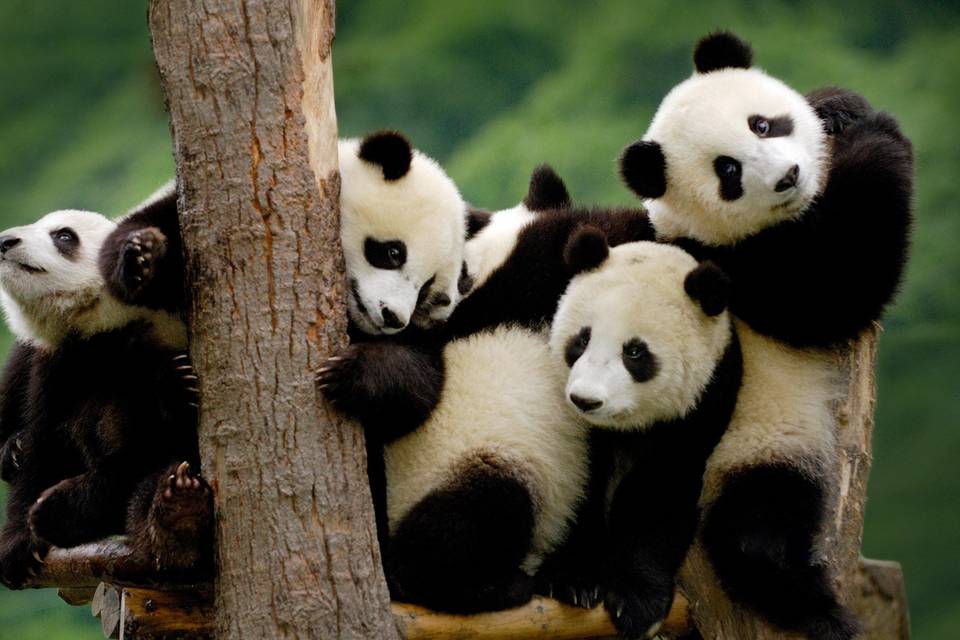 Osos panda en Chengdu