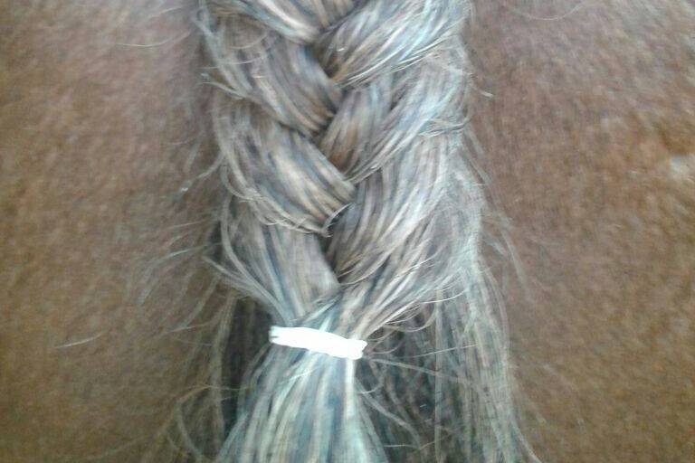 Trenza del caballo