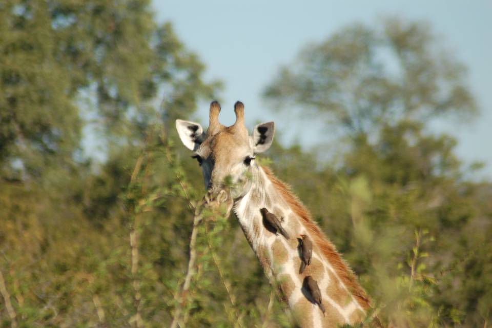 Parque Nacional Kruger en Sudáfrica