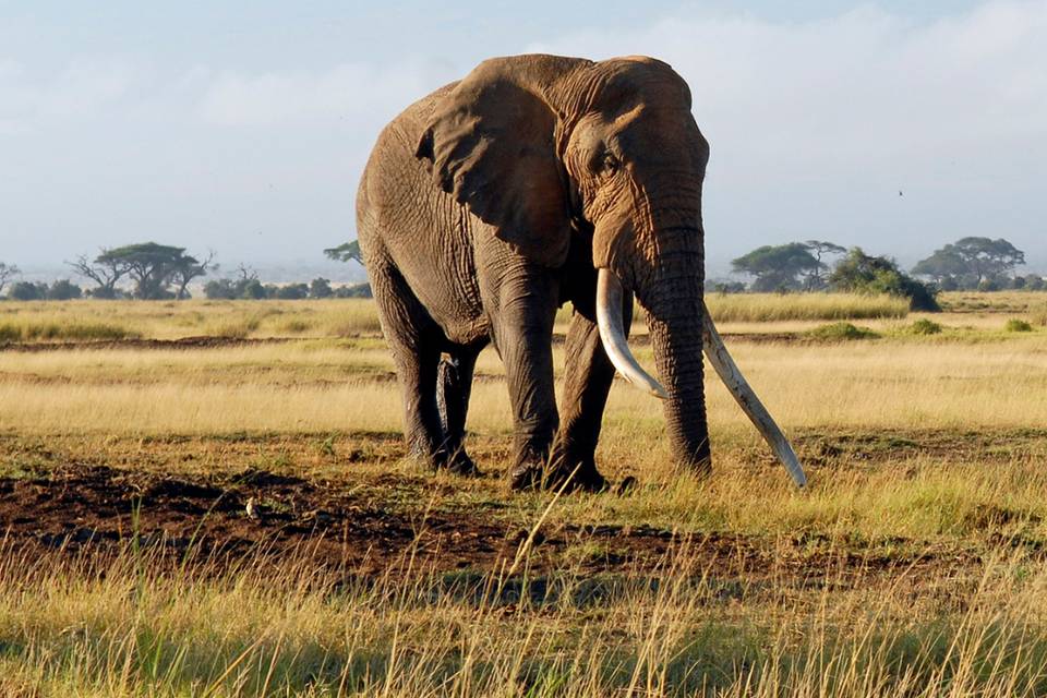 África