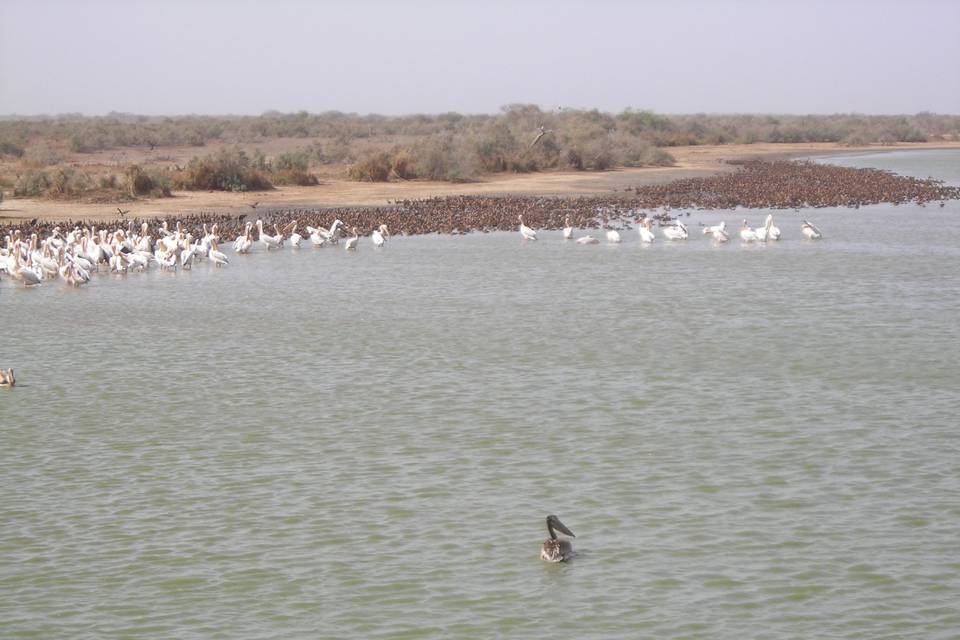 Viaje a Senegal