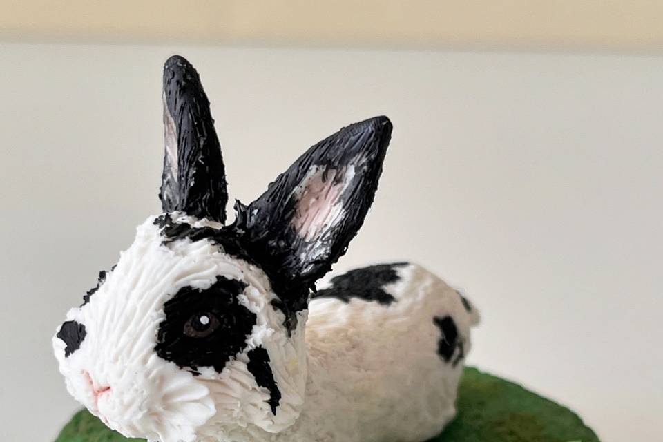 Conejo