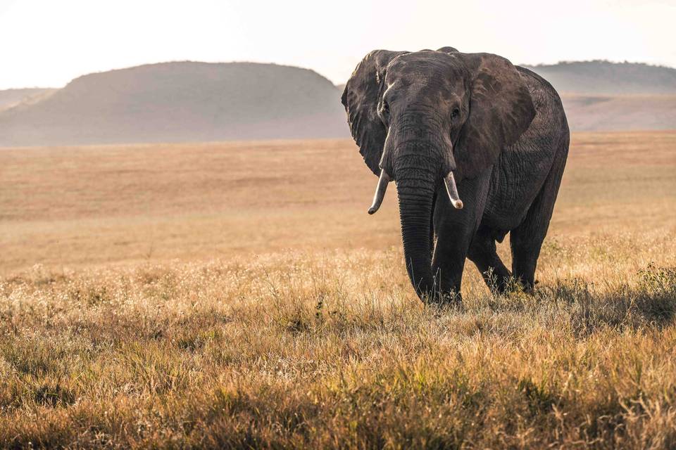 Serengueti en Tanzania
