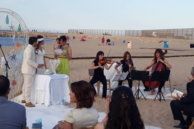 Violines