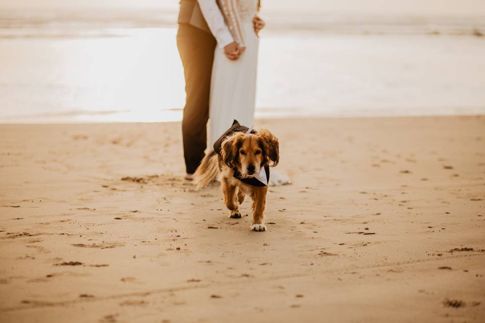 El rey de la playa